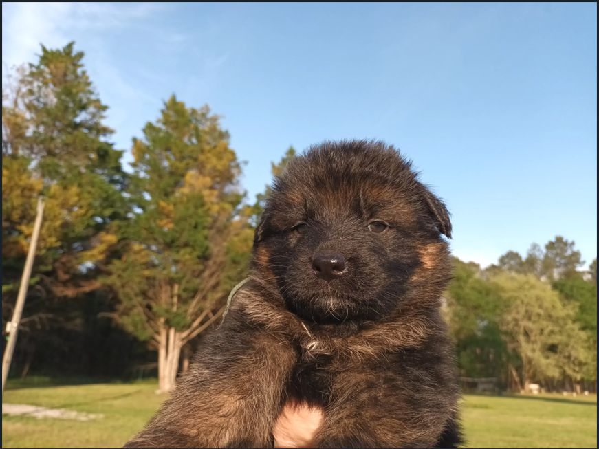 De L'Airial De Chênes - Chiots disponibles - Berger Allemand Poil Long