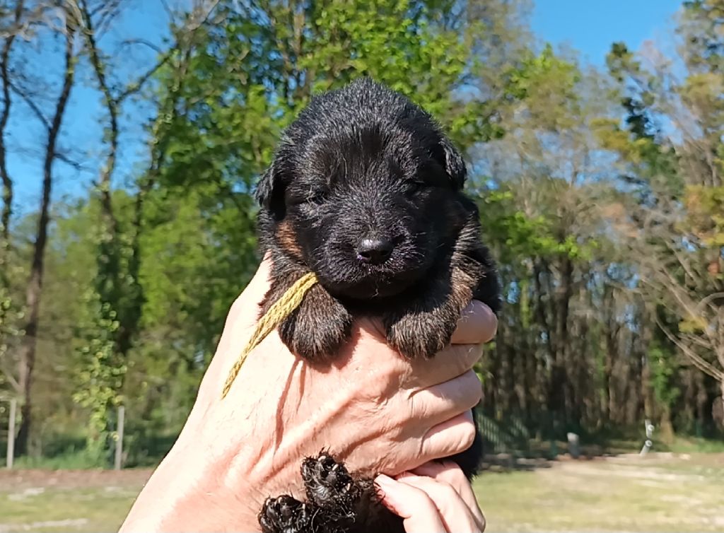 De L'Airial De Chênes - Chiots disponibles - Berger Allemand Poil Long