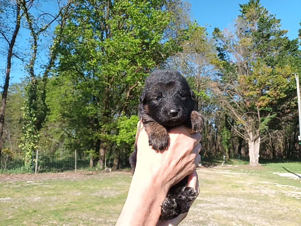 De L'Airial De Chênes - Chiots disponibles - Berger Allemand Poil Long