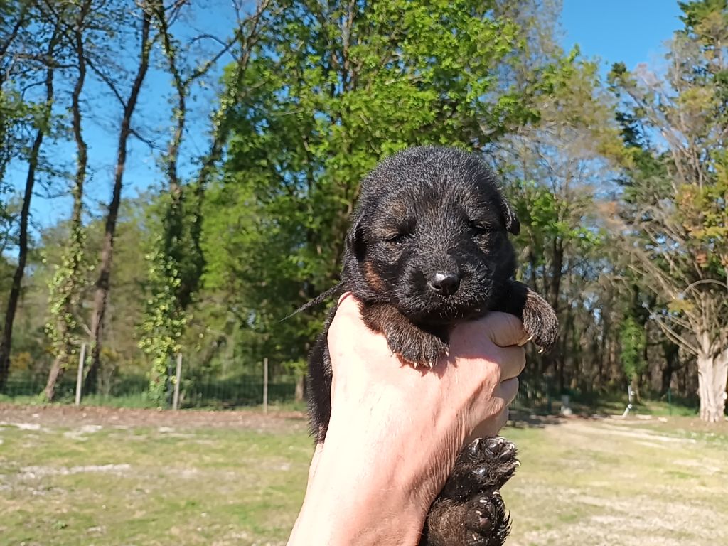 De L'Airial De Chênes - Chiots disponibles - Berger Allemand Poil Long