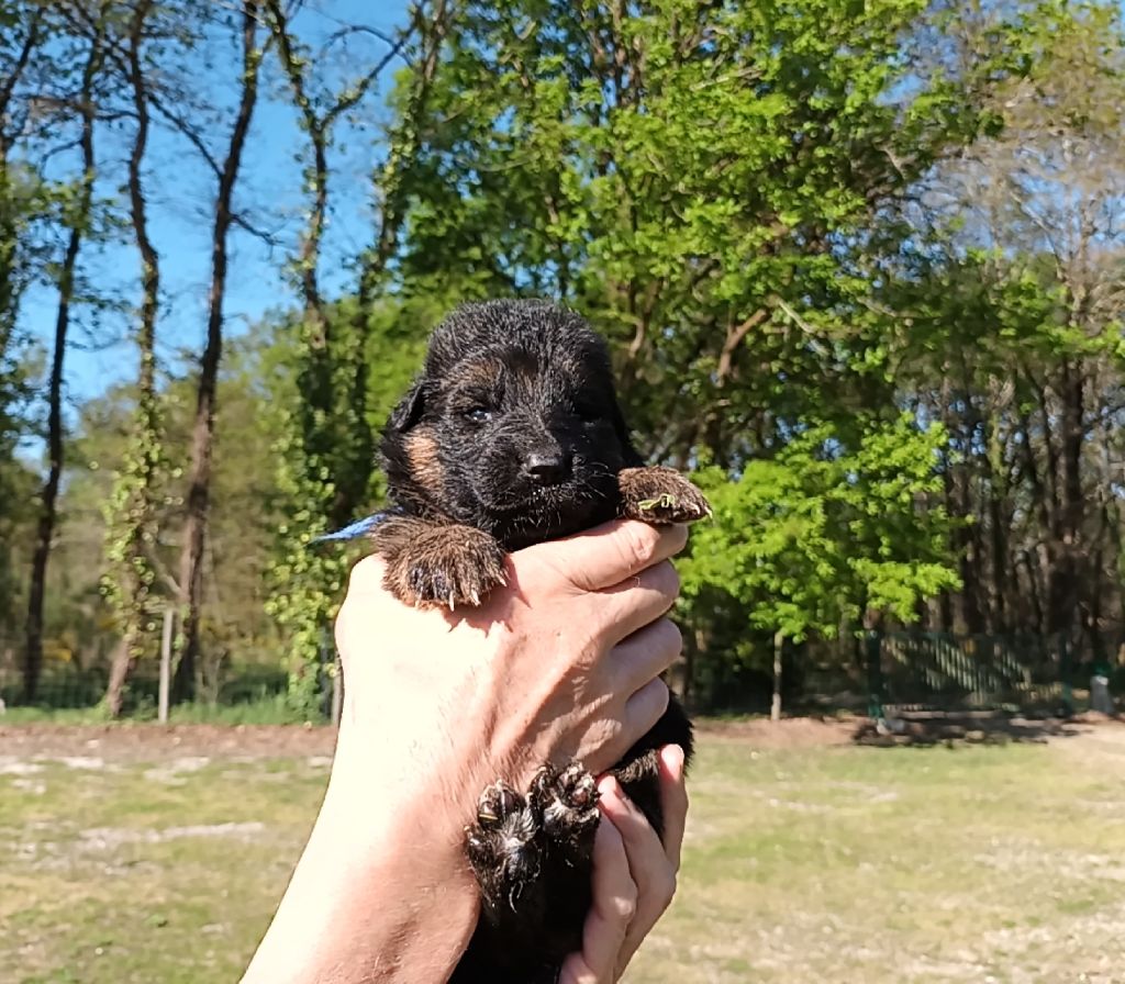 De L'Airial De Chênes - Chiots disponibles - Berger Allemand Poil Long