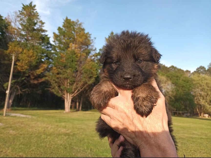 De L'Airial De Chênes - Chiots disponibles - Berger Allemand Poil Long