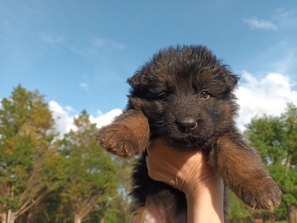 De L'Airial De Chênes - Chiots disponibles - Berger Allemand Poil Long