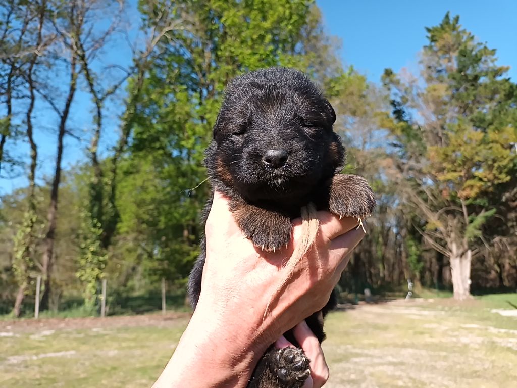 De L'Airial De Chênes - Chiots disponibles - Berger Allemand Poil Long