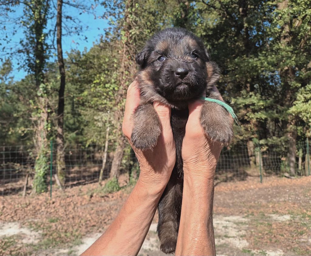 De L'Airial De Chênes - Chiots disponibles - Berger Allemand