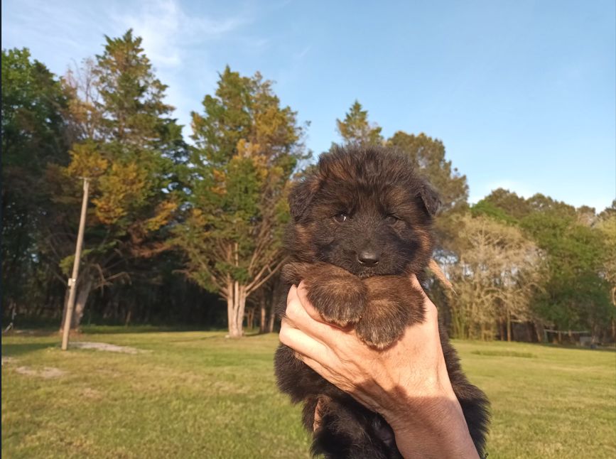 De L'Airial De Chênes - Chiots disponibles - Berger Allemand Poil Long